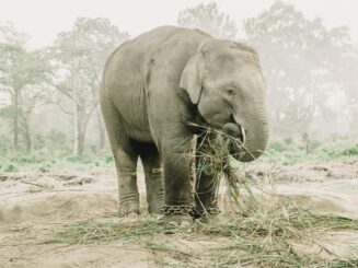 Elephant - Discover Nepal (suryaholidays) Elephant - Discover Nepal (suryaholidays)